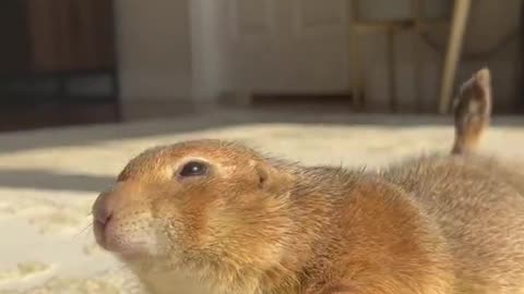 Poppy the Prairie Dog doing her golden hour stretches