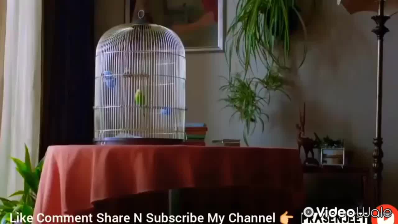 Cat singing to the bird