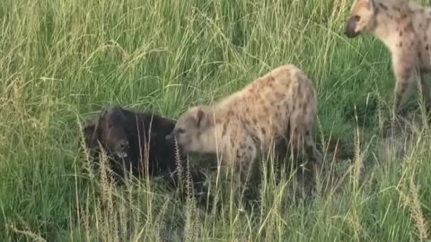 Very Cruel Hyena