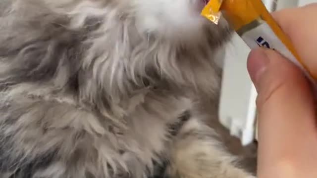 Cute kitten eating her treat