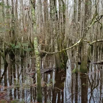 The swamp part nature trail