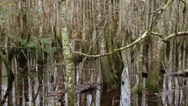 The swamp part nature trail