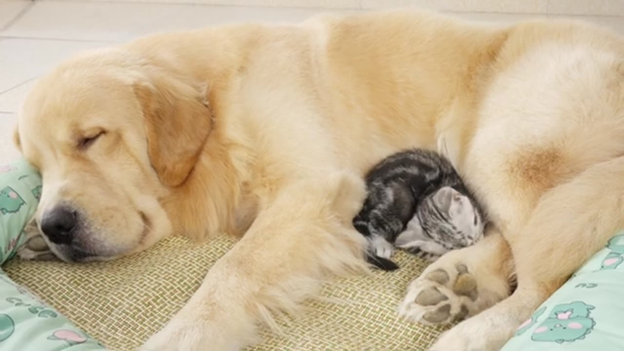 Kitten Attacks Golden Retriever But Says She's Sorry