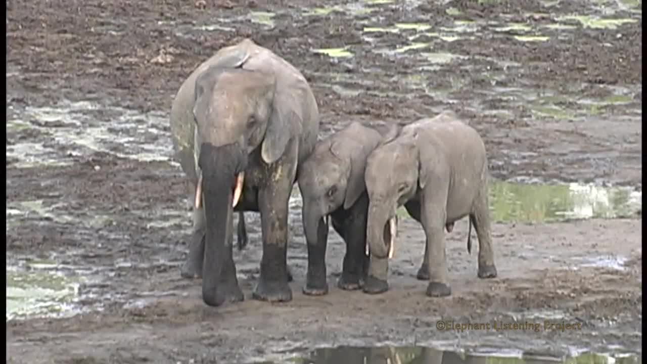 Elephant Mother Reunited With Her Baby in a mud field