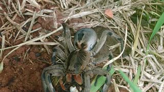 Mother Spider Protects Her Egg under a Deck