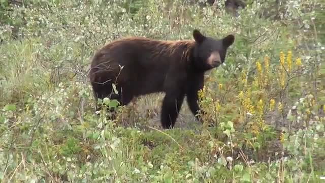 Bear walking in the forest