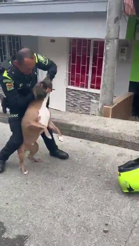 Las razones por las que un policía mató a un perro pitbull en Manizales