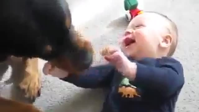 Baby Laugh Attack With Dog