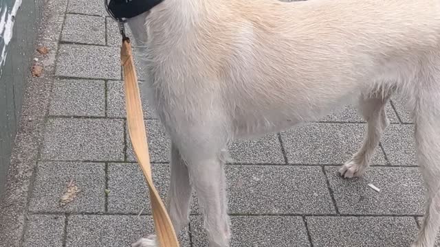 Pup Wants Balls from Window Display