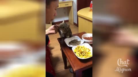 Compilation Cute Cats