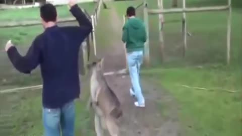 kangaroo kicks man when he come home late amazing funny video clip