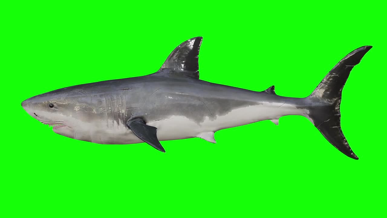 Green Screen Shark 🦈