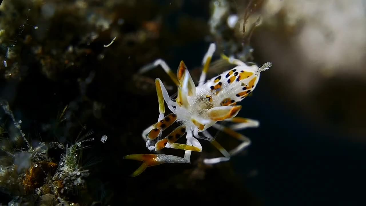 SPINY TIGER SHRIMPS