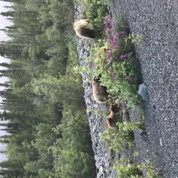 BEARS in the Yukon