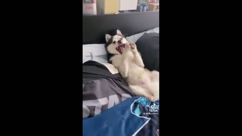 Husky in Bed