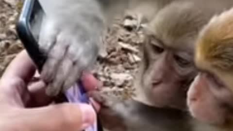 🐒🐒 monkey funny video 😂, comedy,