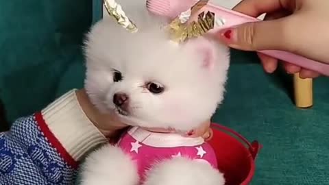 Funny & So cute dog 🐕🐕😍