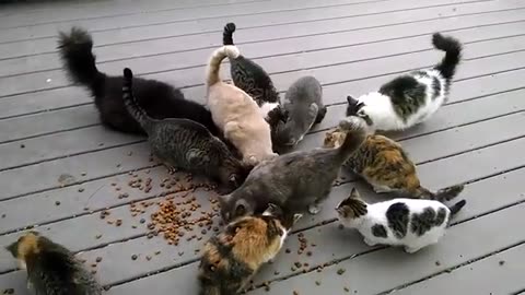 Group of Cats