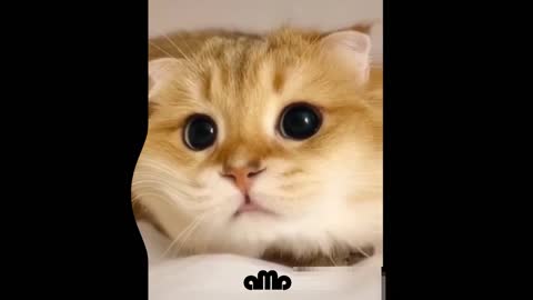 Cute cat best funny - Spectacular cats