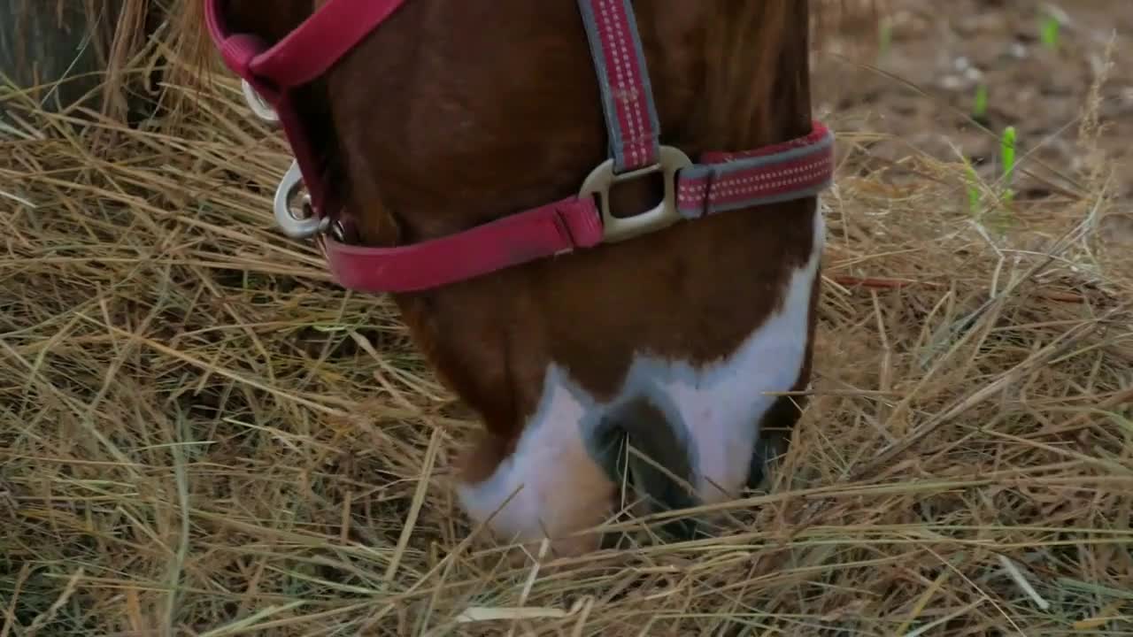 Close-up of horse eating a dry grass