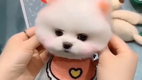 Try not to Laugh | Cute and smart pomerian puppy in action