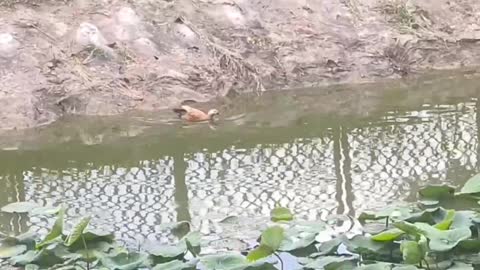 duck feather floating in green water