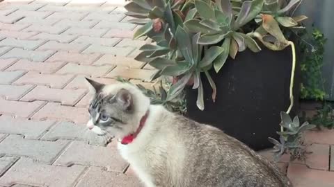 Look How This Cat Is Walking