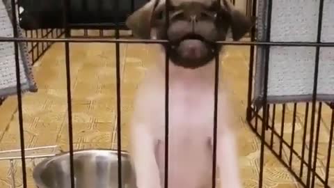 A puppy in a cage.