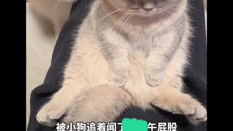 Funny animals