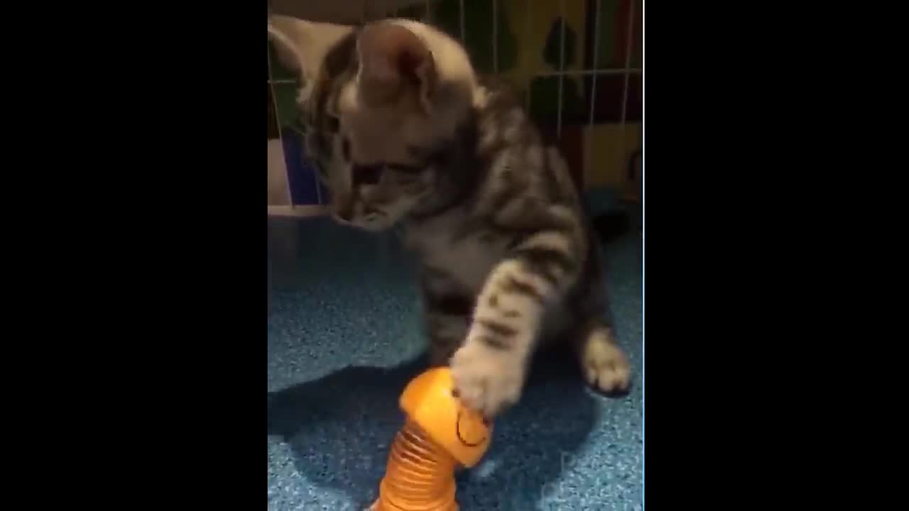 Cat playing with stress toy