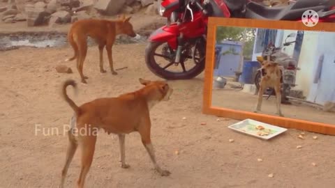 The dog is screaming when he sees himself in the mirror.