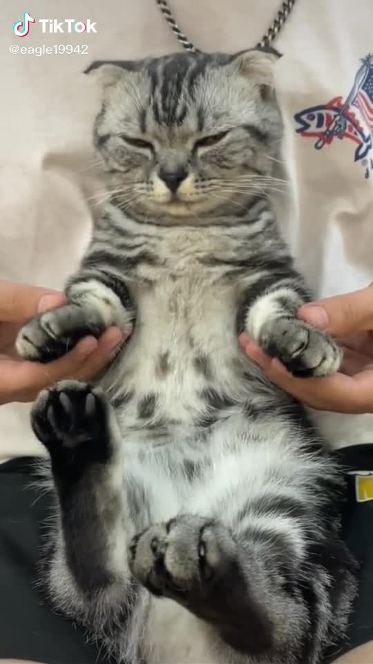 Cat Dance!! Jazz Style😂❤ Very Bad Mood..