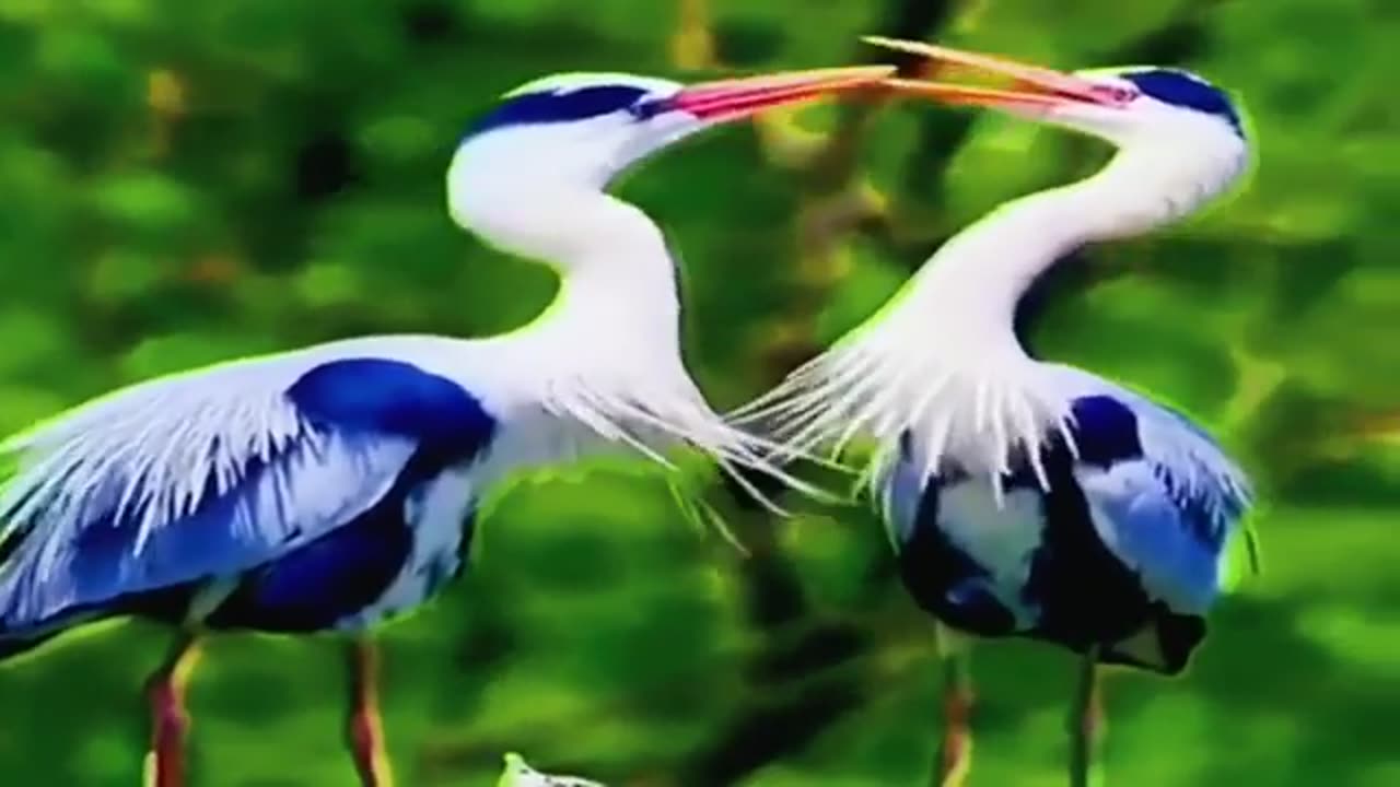 Tropical Forest Bird's #