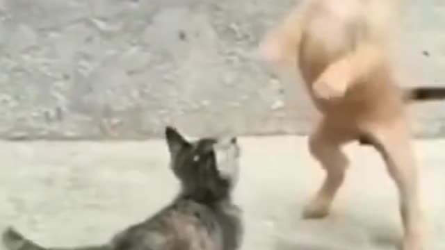 The Cat Run Away In Fear When Seeing The Dog Trunk