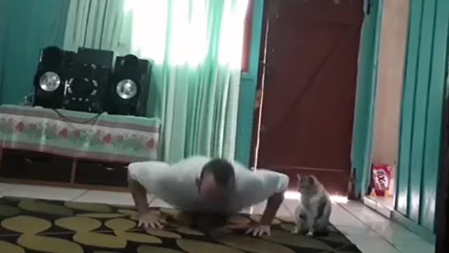 Olha a reação desse gato ao ver o dono treinando
