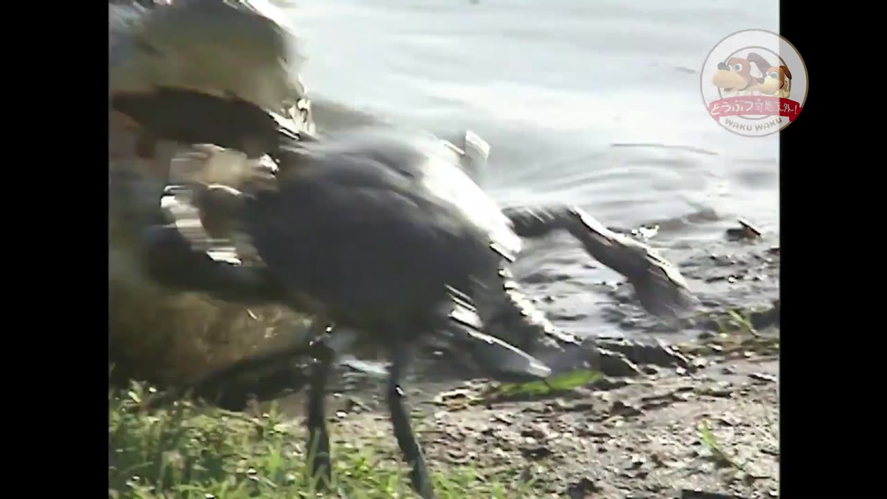 Brave Crab vs. Saltwater Croc: A Tense Showdown 🦀🐊