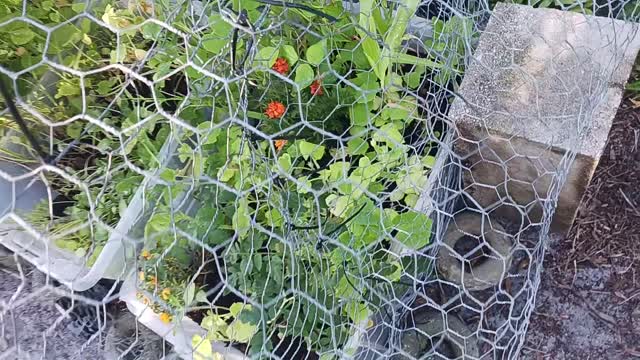 September 2022 GARDEN UPDATE