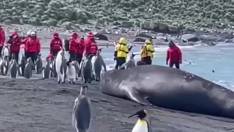 The Godzilla of seals