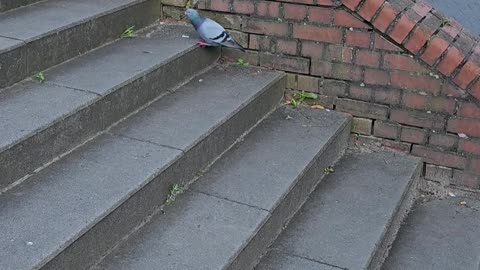 Dangerous times to work in the city administration #mockumentary #nature