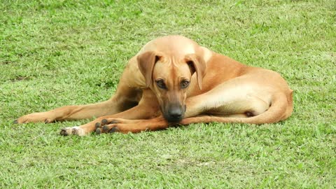 Animal Dog Rest Adorable Pet