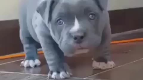 Cute pitbull puppy