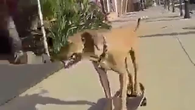 Dog Skate