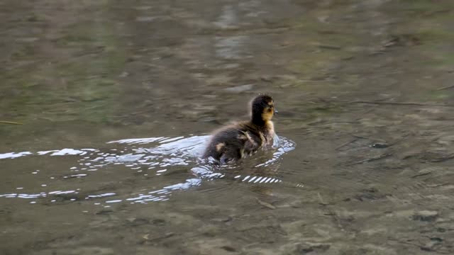 !Duck!duck video!Animal video!Animal lover!