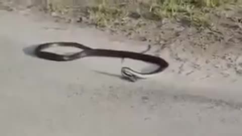 The dying moment of the snake سكرة الموت عند الافعى