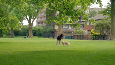 Exploring animal -Dog 🐕🦮🐕‍🦺