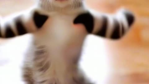 Cat dance motorcycle