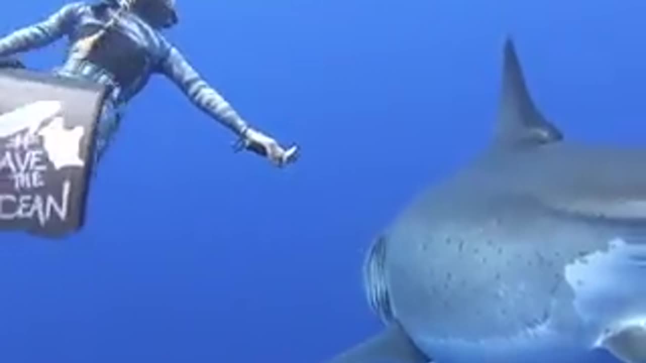 Hawaii diver Ocean Ramsey swims with record breaking largest Great White Shark