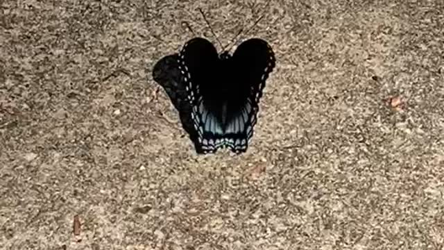 Just A Butterfly