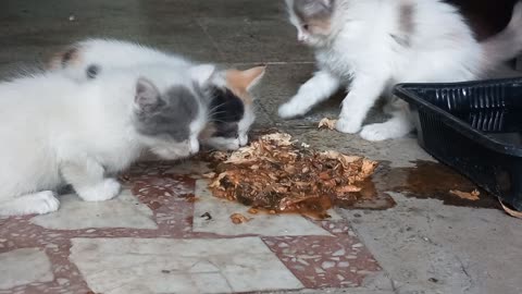 Very cute kittens meal