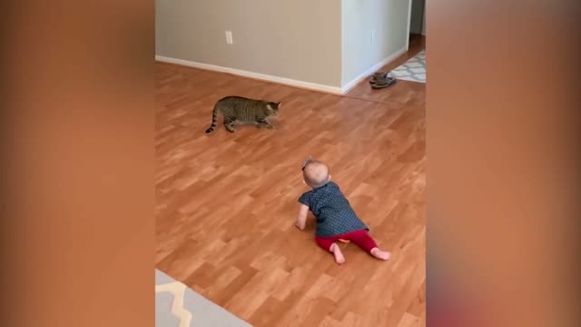 Funny cat video with little baby.